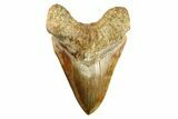 Serrated, Fossil Megalodon Tooth - Indonesia #279202-1